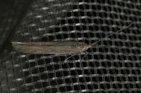 Coleophora