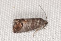 Cydia pomonella