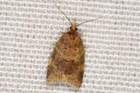 Epagoge grotiana