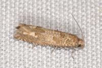 Pelochrista caecimaculana
