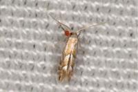 Phyllonorycter