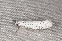 Yponomeuta evonymella