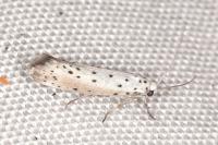 Yponomeuta padella