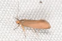 Crassa unitella