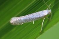 Argyresthia retinella