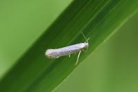 Argyresthia retinella