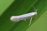 Argyresthia retinella