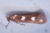 Scythris scopolella