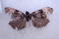 Metendothenia atropunctana