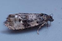 Metendothenia atropunctana