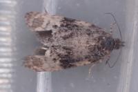 Metendothenia atropunctana