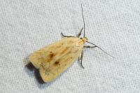 Agonopterix kaekeritziana