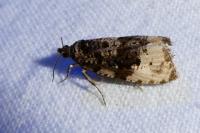 Hedya ochroleucana