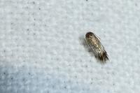 Stigmella