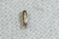 Stigmella