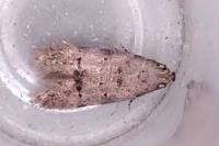 Teleiodes vulgella