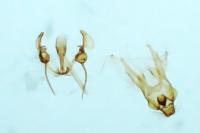 Teleiodes vulgella