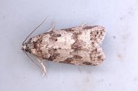 Cnephasia stephensiana