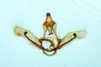 Cnephasia stephensiana