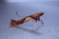 Caloptilia hauderi