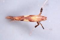 Caloptilia hauderi