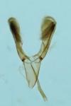 Caloptilia hauderi