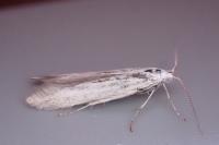 Coleophora albidella