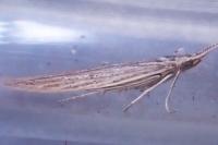 Coleophora versurella