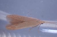 Coleophora flavipennella
