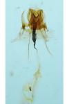 Coleophora flavipennella