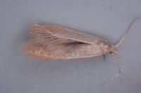 Coleophora flavipennella