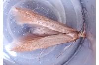 Coleophora lutipennella