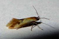 Batia lunaris
