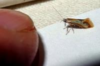 Batia lunaris