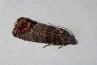 Cydia pomonella