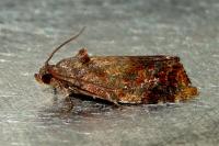Ditula angustiorana