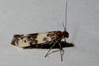 Enolmis acanthella