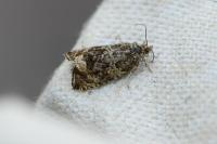 Celypha lacunana