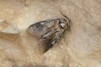 Cossus cossus