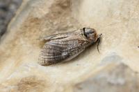 Cossus cossus