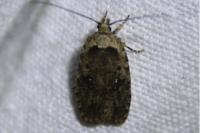 Agonopterix ciliella/heracliana