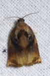 Archips podana