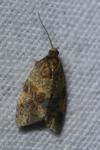Epagoge grotiana