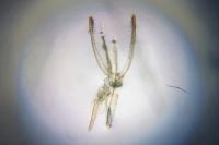 Phyllonorycter blancardella