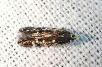 Oxypteryx