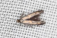 Ochromolopis ictella
