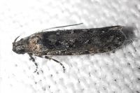 Carpatolechia decorella