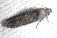 Carpatolechia decorella