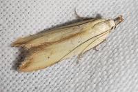 Mesophleps silacella