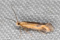 Metzneria artificella